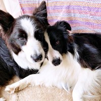 仲良し兄弟（左から）兄犬・アッシュくん、ディークスくん（画像提供：A&Dさん）