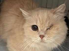 パナソニック保護犬猫譲渡会　一般社団法人おーあみ避難所から参加予定の猫たち（７） 