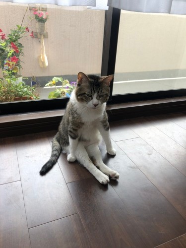 障害があっても家族と楽しめる。行動は限られても面白いことは見つけられる、進化もする。「猫のみんなが縁をつかんで幸せになってほしい」（かおりさん提供）