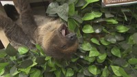 しろとり動物園で出会えるナマケモノ