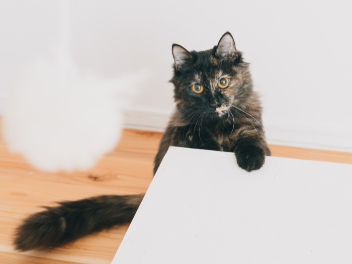 カメラ目線が得意