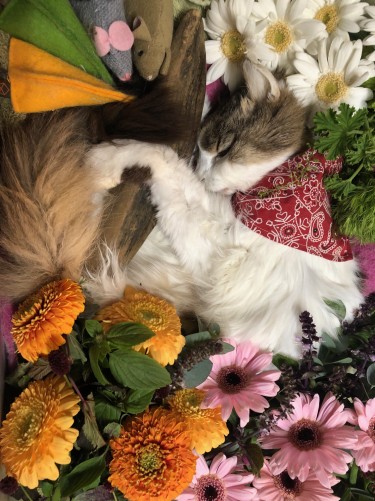 2019年10月９日、大好きな本枯れ節を抱いて、たくさんのおもちゃとお花、お守りのバンダナをして旅立ったらくちゃん