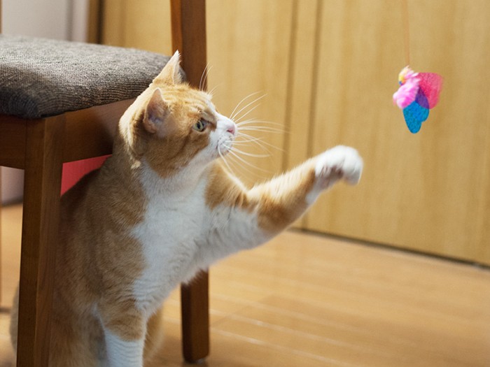 「左のジャブでフェイントだ」（小林写函撮影）