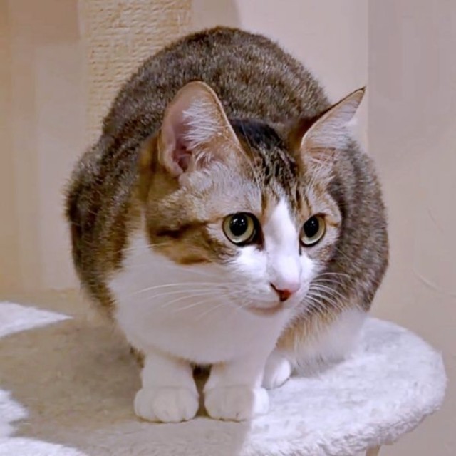 3歳を迎えたシェリーちゃん（画像提供：Shelieさん）