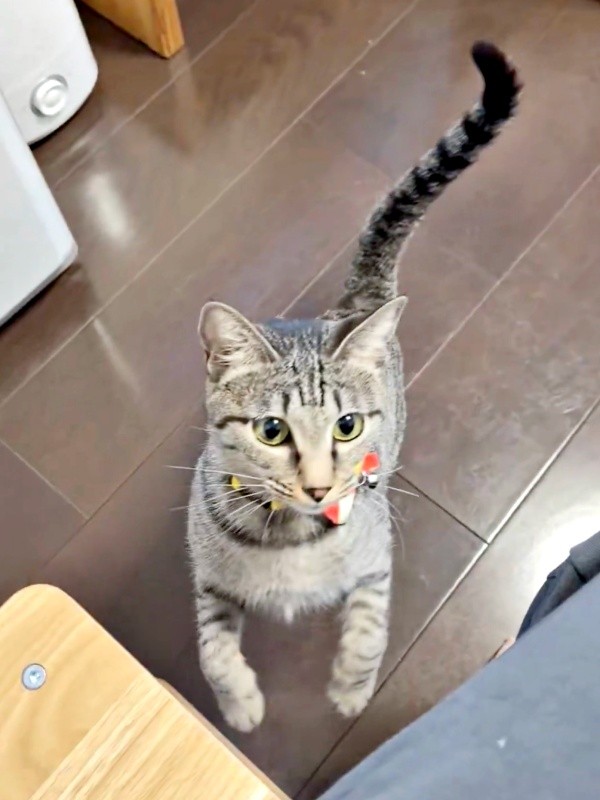 「ポケット入りたいニャ」立ち上がってのぞくかえでちゃん（画像提供：琥みっちゃきぃ@保護猫さん）