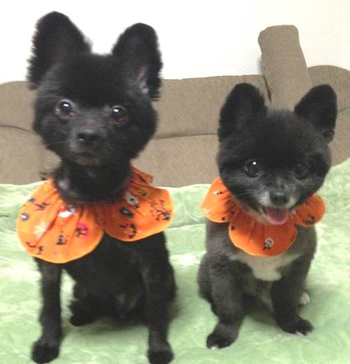 クマちゃんが2匹、悩殺的でしょ