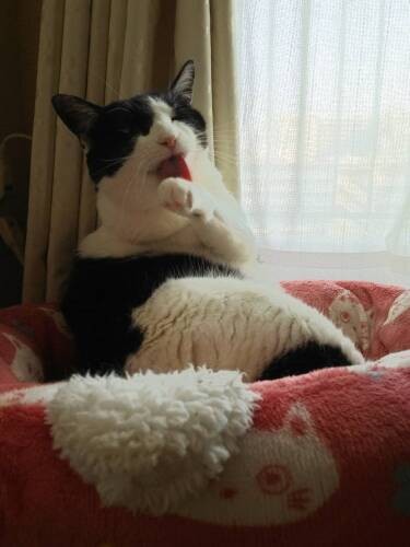 お手々をぺろっ（横野さん提供）