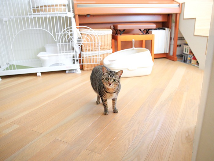 あめに2Fを案内してもらう