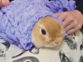 うさぎの夏バテ対策　熱中症に注意必要