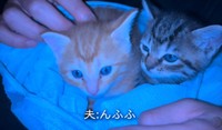 息子さんが連れてきた子猫たち（「けいちゃん⌇お家大好き51歳母」さん提供、Instagramよりキャプチャ撮影）