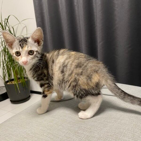 あどけない表情がキュートなテトちゃん（画像提供：テト(バステト女神)と私さん）