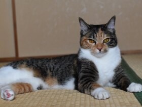 いつのまにかすっかり大人に　芸達者な日本猫「さくら」　