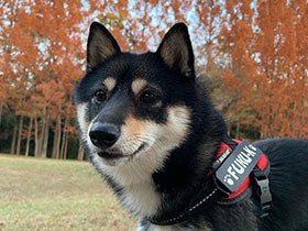青い空を見ながら歩く　ステキな名前の黒柴「歩空（ふく）」