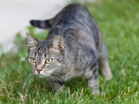 他人の猫を連れ去り、虐待し殺した罪で容疑者を起訴