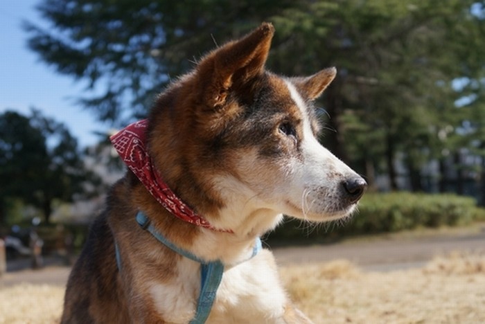 遠くを見つめるジロー。この写真が９月２４日から山手線のまど上チャンネル広告に載る（日本動物愛護協会提供）