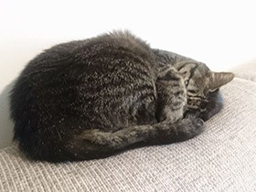 猫の歯が抜けた…　もしや薬を飲ませる時のあれが原因？