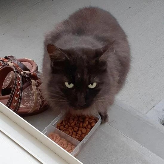 家にきたころの「空海（くるみ）」