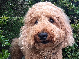 「ティーボ」はアメフト選手から　やっぱりボール遊び大好き