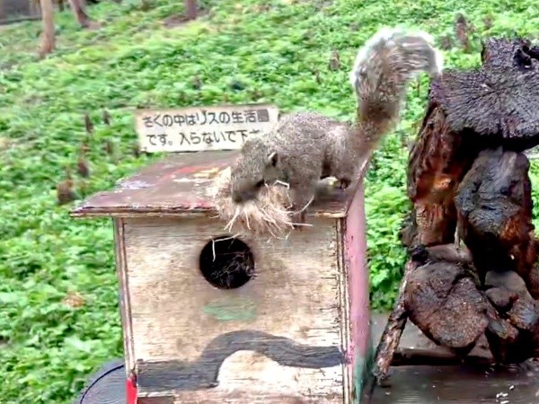 巣材をくわえて巣箱に戻ってきたクリハラリス（画像提供：NPO法人町田リス園 公式）