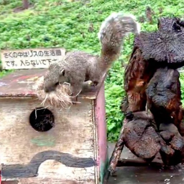 巣材をくわえて巣箱に戻ってきたクリハラリス（画像提供：NPO法人町田リス園 公式）