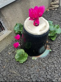 1年間ひっくり返った姿で放置されていたにも関わらず咲き誇る奇跡のシクラメン（提供：かん也つさん）