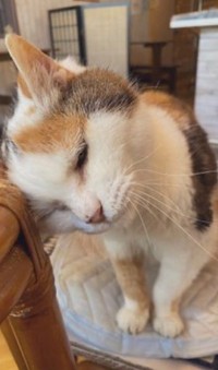 飼い主さんの抱っこが大好きだった