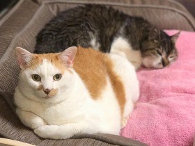 おなかポヨポヨ、くつろぐ保護猫「にゃーたん」と「ベロ」
