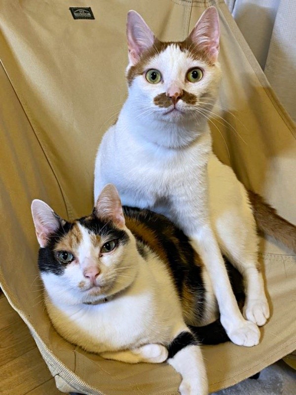 仲良く寄り添う三毛猫のニケちゃんとポッケくん（画像提供：ポッケとニケさん）