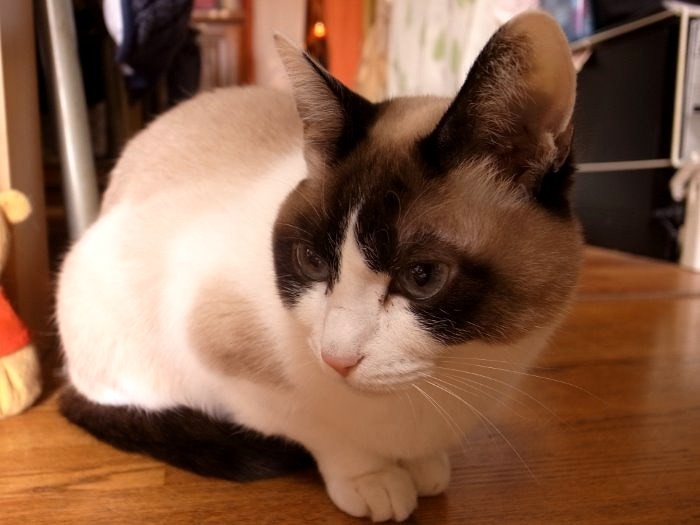 アップでポーズ