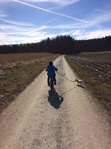 散歩ではリードをちゃんとしている、決まりを守っている人が多い。森ではオフリーシュで散歩されている方もいますが、犬は飼い主に呼ばれればしっかり戻ってくる