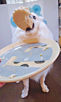 誕生日ケーキを差し出すとーーお口で持ち上げた楽くん（画像提供：くーさんママさん）