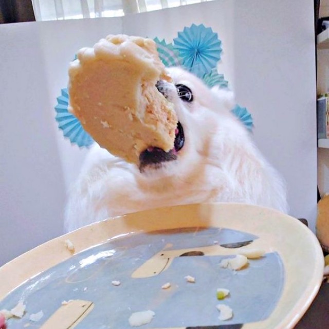 誕生日ケーキを差し出すとーーお口で持ち上げた楽くん（画像提供：くーさんママさん）