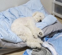 人間のように眠る小夏くん（提供：イヌカワさん）