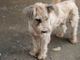 路上にペット用の犬を２６匹放置？　ＮＰＯが保護し、告発へ