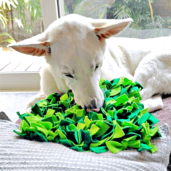 じぃじが作ってくれた「ノーズワークマット」でフードを食べ始めたテラゾーくん（画像提供：テラゾーさん）