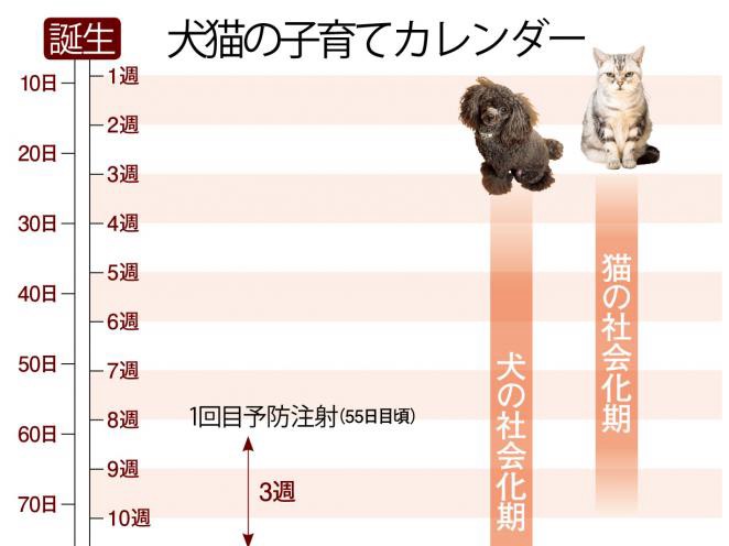健康寿命を保つための５つの約束②　子犬猫期