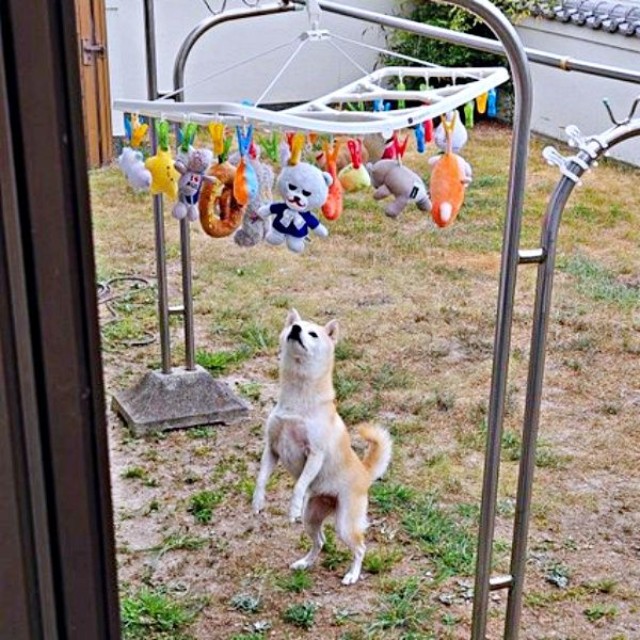 二足立ちになっておもちゃを確認するツムちゃん（画像提供：ママさん）