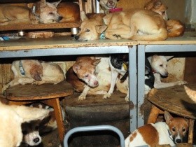 ８畳２間に犬160匹超の多頭崩壊　すべての犬を保護、愛護団体や新しい飼い主の元へ
