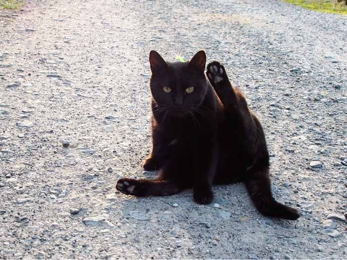 人懐っこい性格