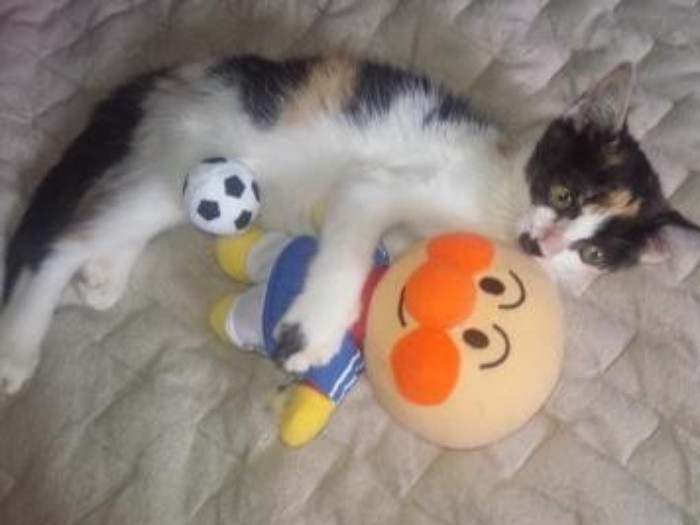 家にきたころの「なあ」