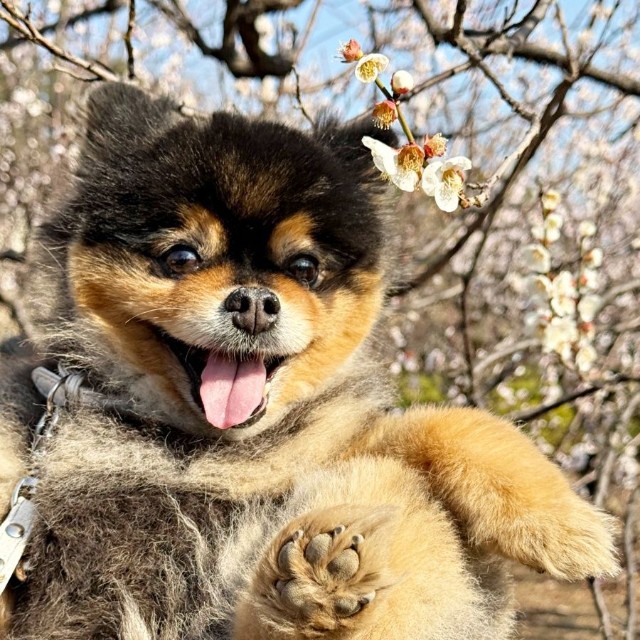 桜を背景ににっこり笑顔のたろ吉ちゃん（画像提供：たろ吉(メスのポメ)の飼い主さん）