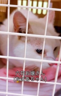 おしっこをかけらた際に、居合わせていたという六花ちゃん（ハッピー アニマルクラブさん提供、Instagramよりキャプチャ撮影）