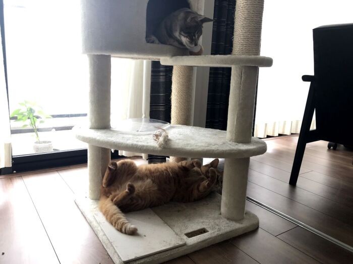 時々ナンくんが上（山下さん提供）