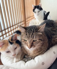 現在、3匹で仲良く暮らすみゅうちゃん（左）、まろちゃん（右）、こまちさん（後ろ）（画像提供：こまちさん）