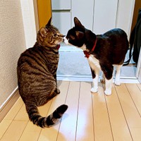 鼻チューする（左から）弟猫・ぜんくん、こてつくん（画像提供：お母ちゃん こてつ ぜんさん）