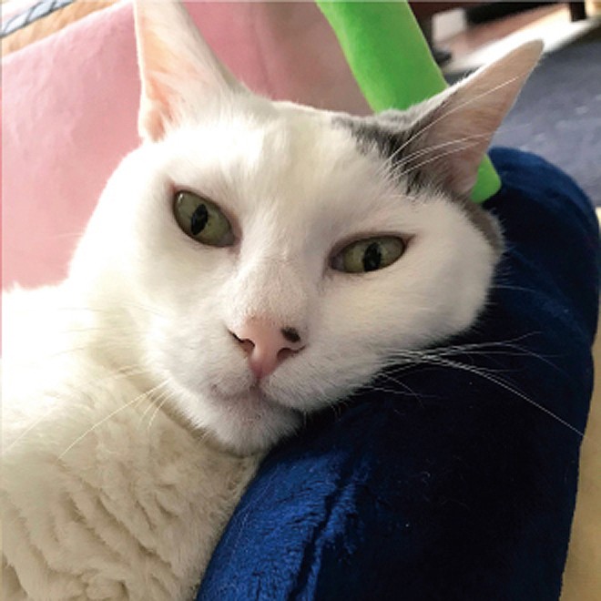 ドラえもんであこがれた「タイムマシン」にうちの愛猫が