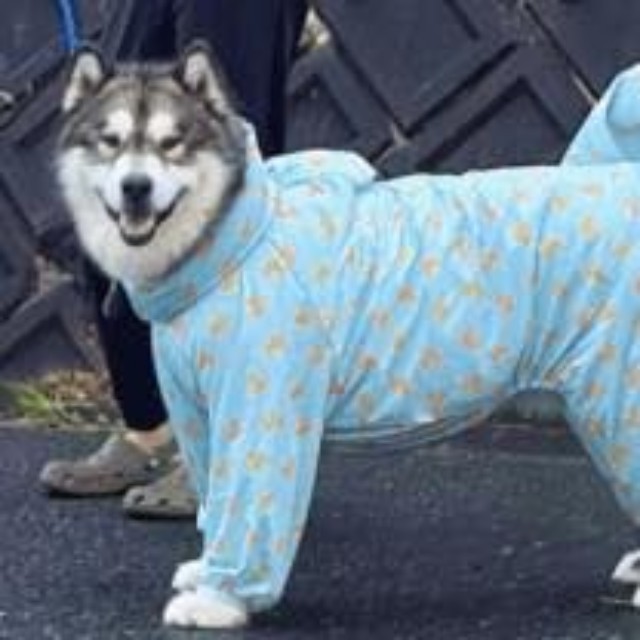 表情の変化をアップで　クールな表情が一変！（画像提供：アラスカンマラミュートのアルさん＝画像をトリミングしています）