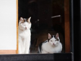 福島から来た猫たちを家に迎えた　動じない「大福」と穏やかな「春」２匹は仲良しに