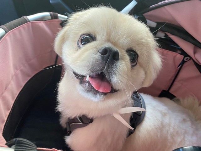 これからもオモシロ可愛い姿をたくさん見せてくださいね（提供：とろろ ペキニーズさん）