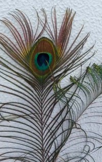 羽の色は色素ではなく、羽の微細な構造が光を反射する「構造色」という仕組み／札幌市円山動物園（@marudou_fan）提供